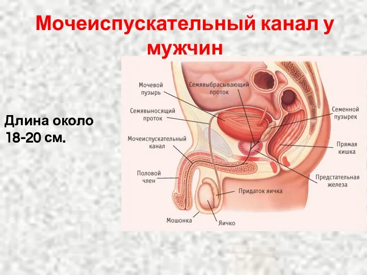 Мочеиспускательный канал у мужчин Длина около 18-20 см.