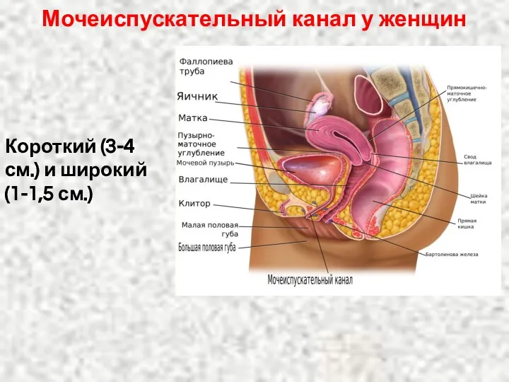 Мочеиспускательный канал у женщин Короткий (3-4 см.) и широкий (1-1,5 см.)