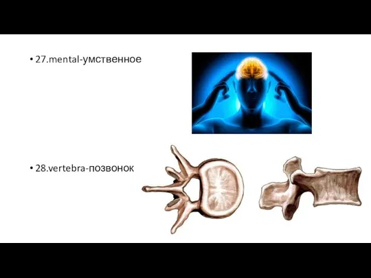 27.mental-умственное 28.vertebra-позвонок