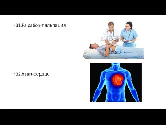 31.Palpation-пальпация 32.heart-сердце