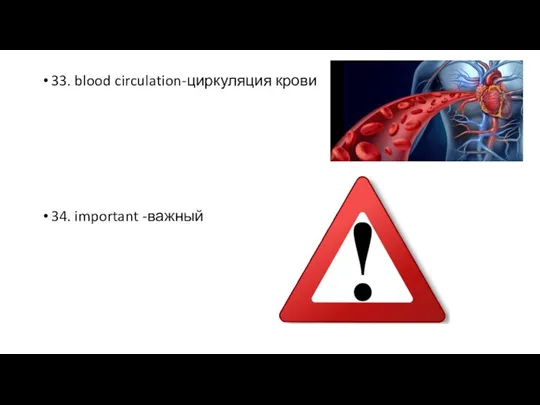 33. blood circulation-циркуляция крови 34. important -важный