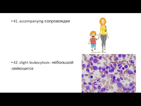 41. accompanying-сопровождая 42. slight leukocytosis- небольшой лейкоцитоз