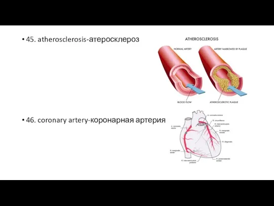 45. atherosclerosis-атеросклероз 46. coronary artery-коронарная артерия