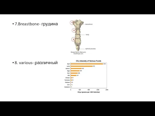 7.Breastbone- грудина 8. various- различный