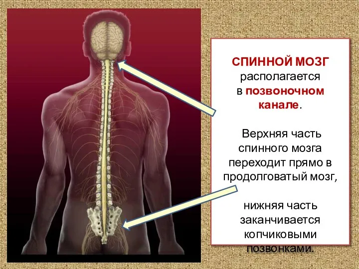 СПИННОЙ МОЗГ располагается в позвоночном канале. Верхняя часть спинного мозга переходит прямо