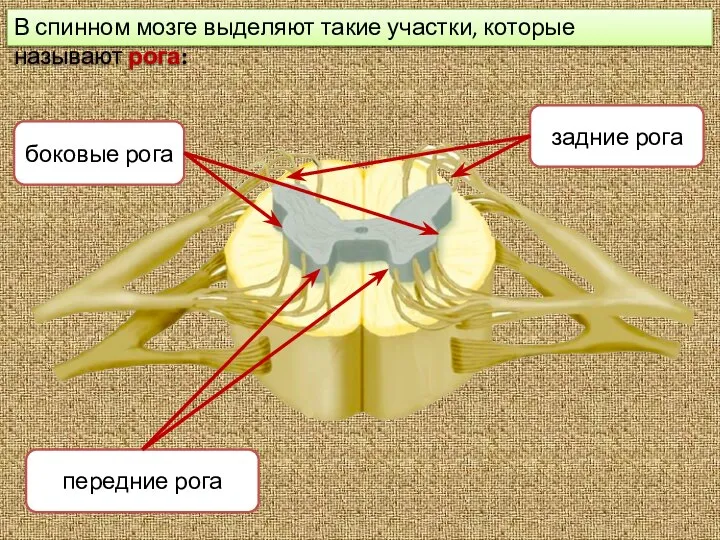 В спинном мозге выделяют такие участки, которые называют рога: