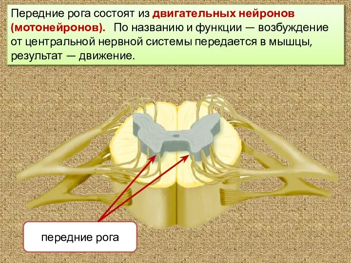 Передние рога состоят из двигательных нейронов (мотонейронов). По названию и функции —