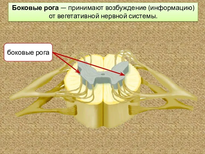 Боковые рога — принимают возбуждение (информацию) от вегетативной нервной системы.