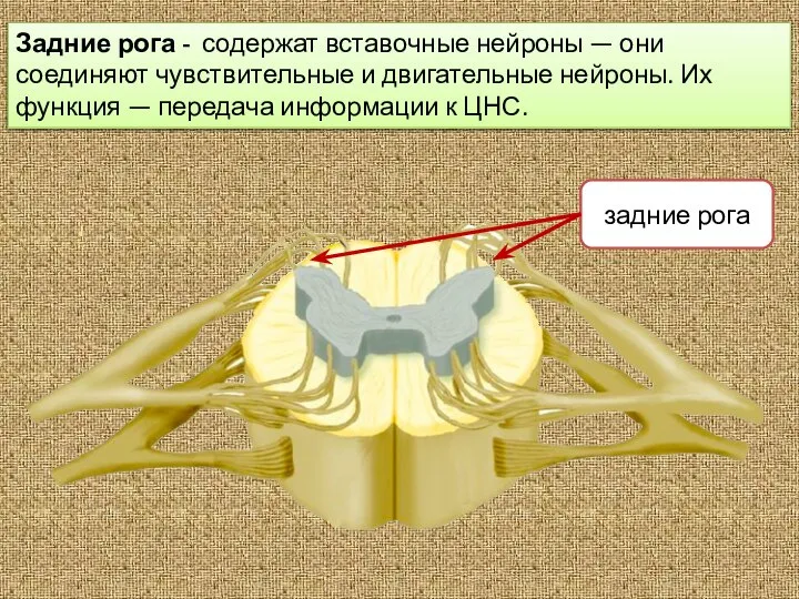 Задние рога - содержат вставочные нейроны — они соединяют чувствительные и двигательные