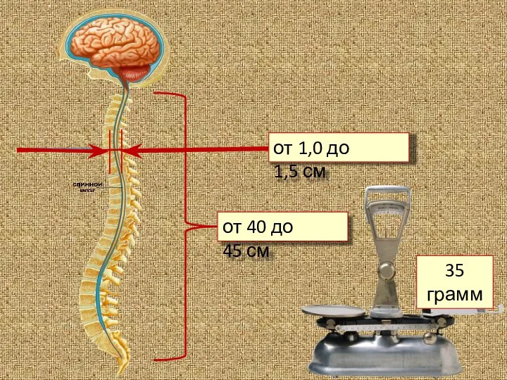 от 40 до 45 см от 1,0 до 1,5 см 35 грамм