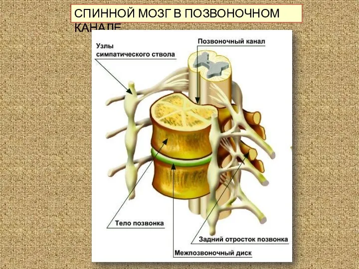 СПИННОЙ МОЗГ В ПОЗВОНОЧНОМ КАНАЛЕ