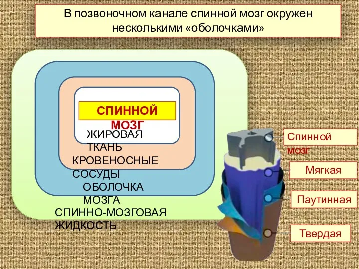 В позвоночном канале спинной мозг окружен несколькими «оболочками» Твердая Паутинная Мягкая Спинной мозг