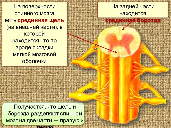 На поверхности спинного мозга есть срединная щель (на внешней части), в которой