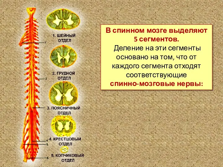 В спинном мозге выделяют 5 сегментов. Деление на эти сегменты основано на