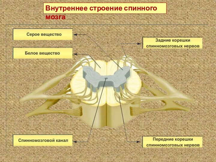 Внутреннее строение спинного мозга