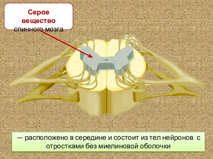 Серое вещество спинного мозга — расположено в середине и состоит из тел