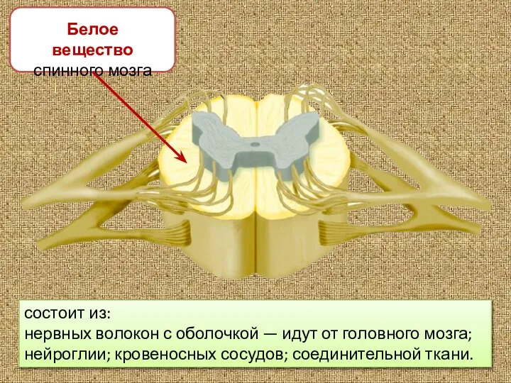 Белое вещество спинного мозга состоит из: нервных волокон с оболочкой — идут