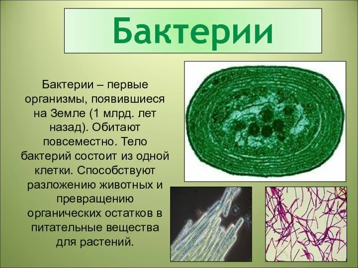 Бактерии Бактерии – первые организмы, появившиеся на Земле (1 млрд. лет назад).