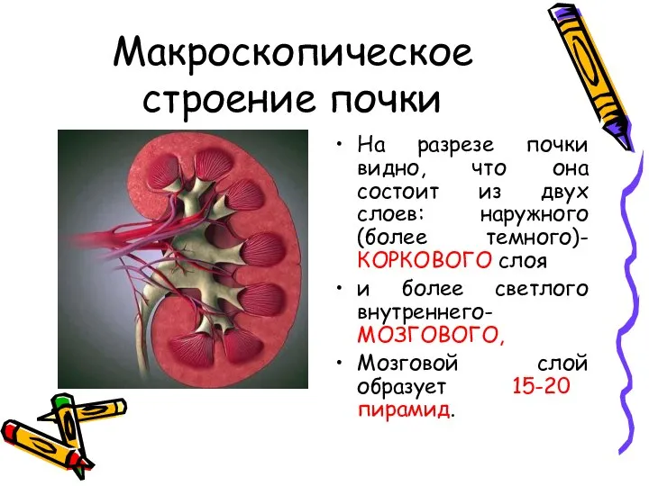 Макроскопическое строение почки На разрезе почки видно, что она состоит из двух