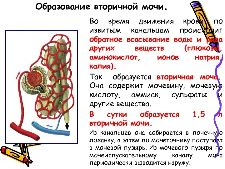 Образование вторичной мочи. Во время движения крови по извитым канальцам происходит обратное