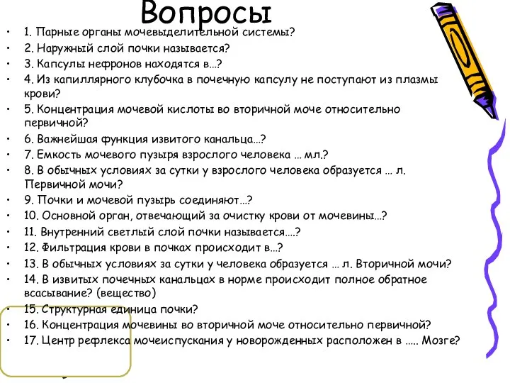 Вопросы 1. Парные органы мочевыделительной системы? 2. Наружный слой почки называется? 3.