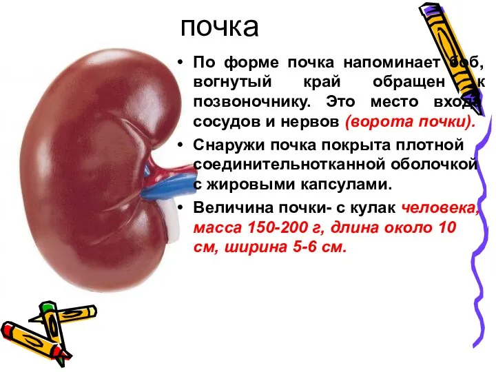 почка По форме почка напоминает боб, вогнутый край обращен к позвоночнику. Это