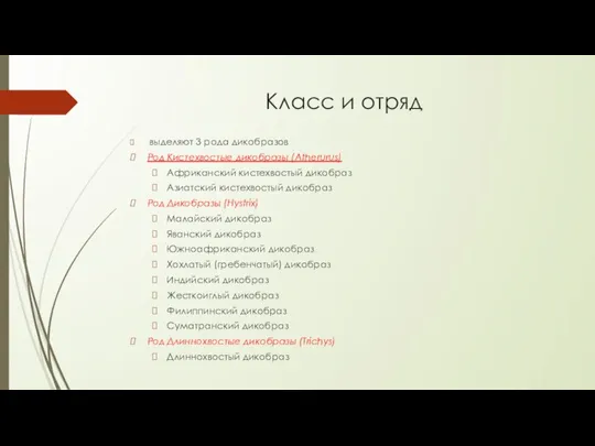 Класс и отряд выделяют 3 рода дикобразов Род Кистехвостые дикобразы (Atherurus) Африканский