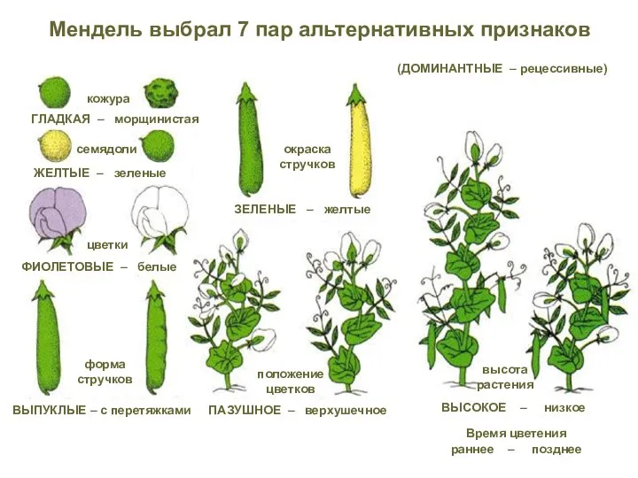 Мендель выбрал 7 пар альтернативных признаков (ДОМИНАНТНЫЕ – рецессивные)