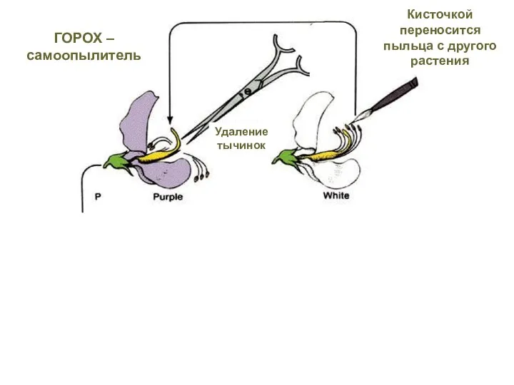 Кисточкой переносится пыльца с другого растения ГОРОХ – самоопылитель