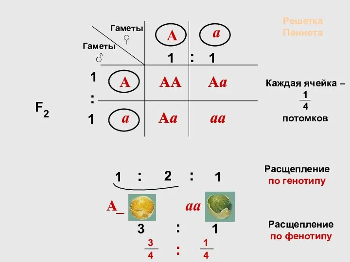 АА аа Аа Аа Расщепление по генотипу Расщепление по фенотипу А_ аa Решетка Пеннета