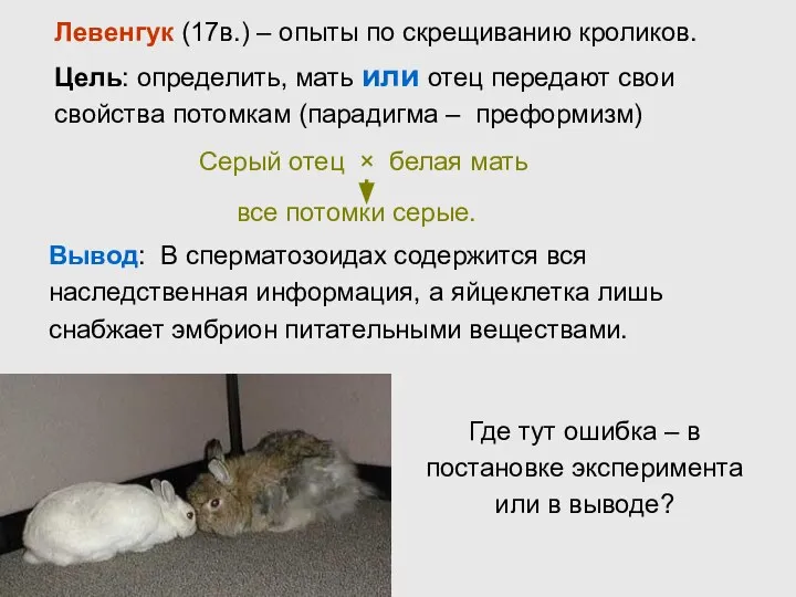 Левенгук (17в.) – опыты по скрещиванию кроликов. Цель: определить, мать или отец