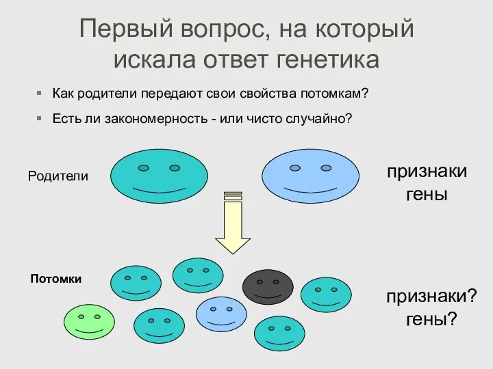 Первый вопрос, на который искала ответ генетика Как родители передают свои свойства