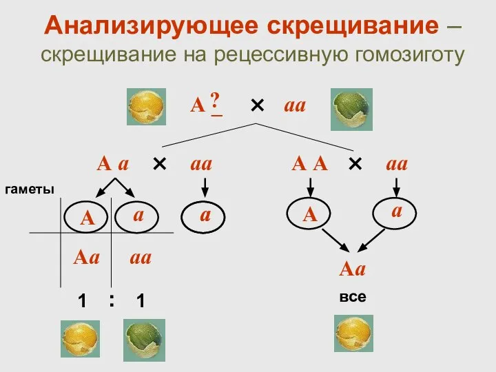 Анализирующее скрещивание – скрещивание на рецессивную гомозиготу гаметы Аа аа Аа все