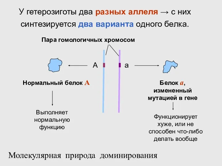 У гетерозиготы два разных аллеля → с них синтезируется два варианта одного