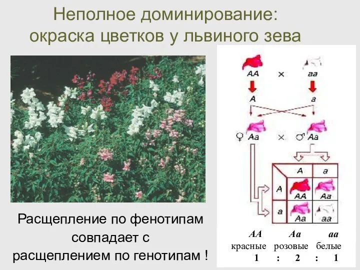 Неполное доминирование: окраска цветков у львиного зева Расщепление по фенотипам совпадает с расщеплением по генотипам !