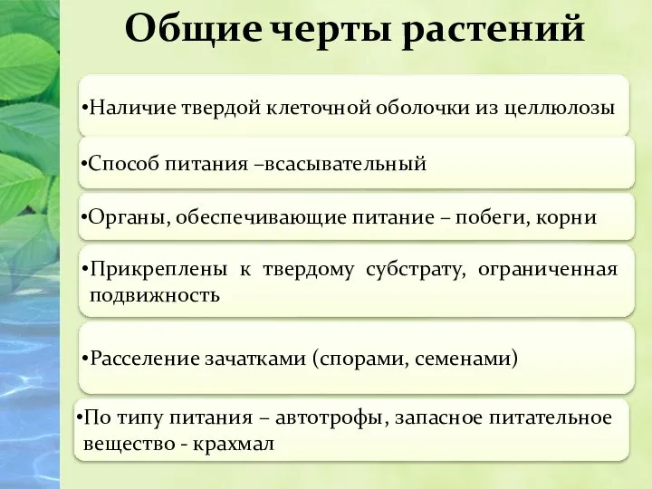 Общие черты растений Наличие твердой клеточной оболочки из целлюлозы Способ питания –всасывательный