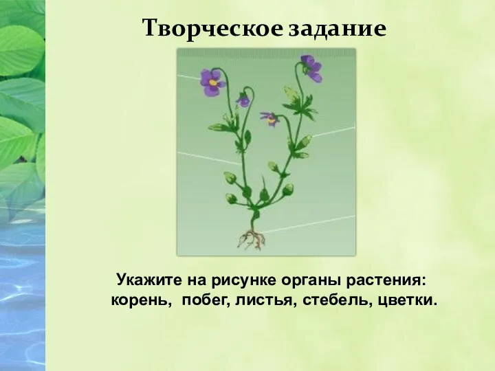 Укажите на рисунке органы растения: корень, побег, листья, стебель, цветки. Творческое задание