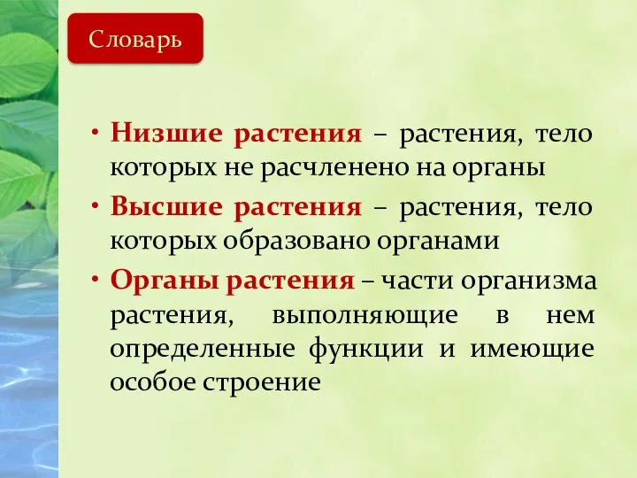 Низшие растения – растения, тело которых не расчленено на органы Высшие растения