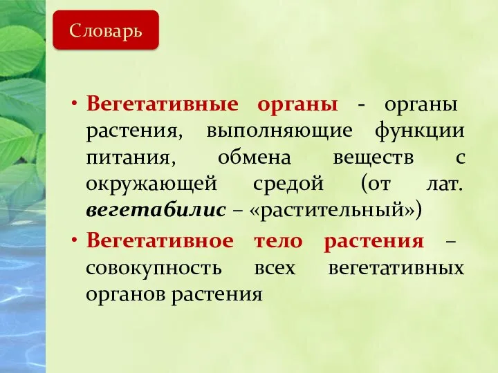 Вегетативные органы - органы растения, выполняющие функции питания, обмена веществ с окружающей