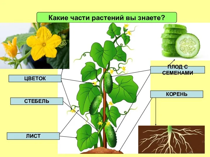 Какие части растений вы знаете? ЦВЕТОК СТЕБЕЛЬ КОРЕНЬ ПЛОД С СЕМЕНАМИ ЛИСТ