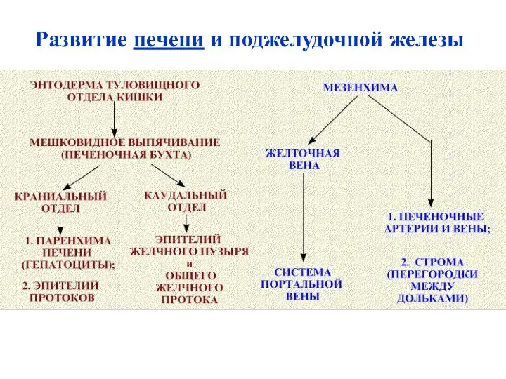 Развитие печени и поджелудочной железы