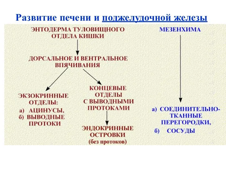 Развитие печени и поджелудочной железы