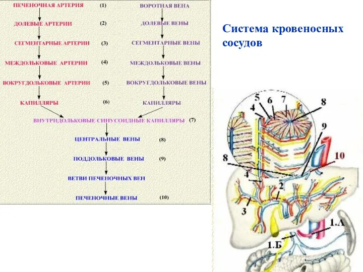 Система кровеносных сосудов