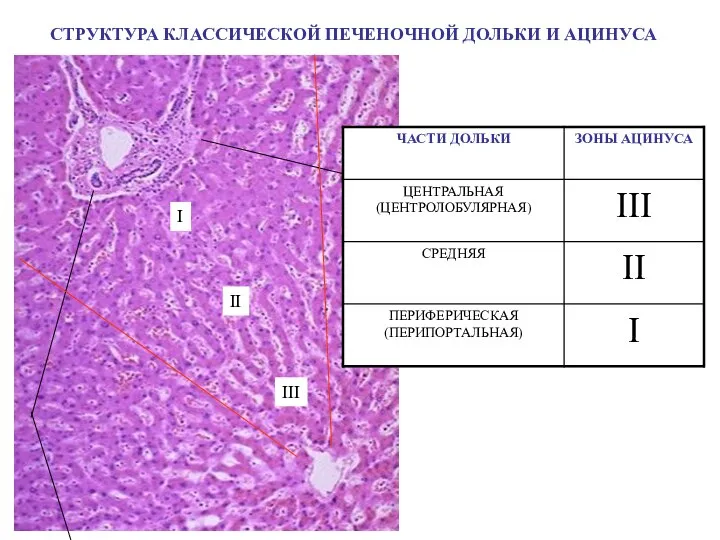 СТРУКТУРА КЛАССИЧЕСКОЙ ПЕЧЕНОЧНОЙ ДОЛЬКИ И АЦИНУСА I II III