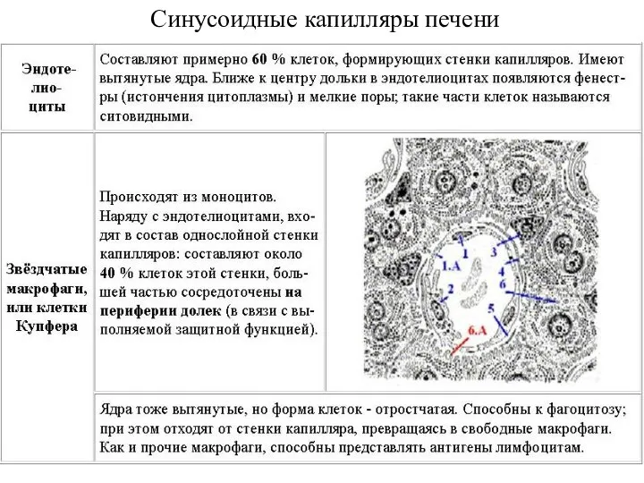 Синусоидные капилляры печени