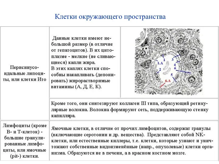 Клетки окружающего пространства