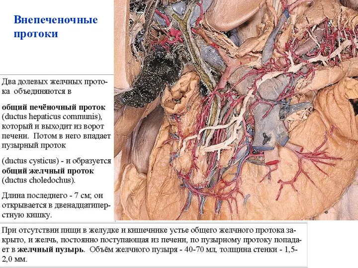 Внепеченочные протоки