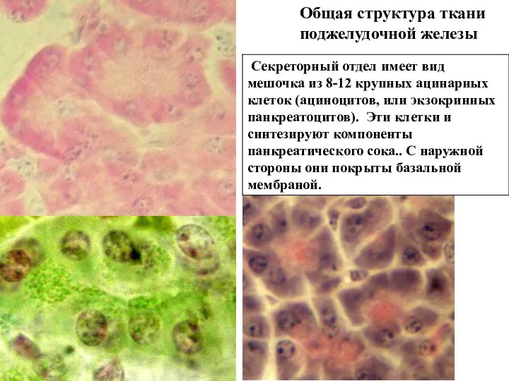 Общая структура ткани поджелудочной железы