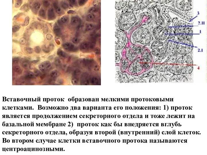 Вставочный проток образован мелкими протоковыми клетками. Возможно два варианта его положения: 1)