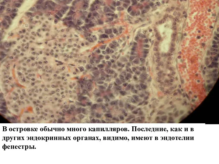 В островке обычно много капилляров. Последние, как и в других эндокринных органах,